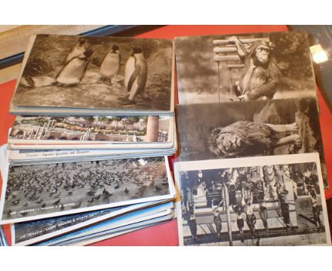 Collection of WWII and vintage postcards including animal examples