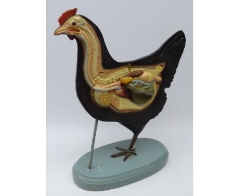 Early to mid 20th century German anatomical model of a Chicken, the painted plaster body, removable internal organs, each num