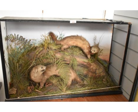 A taxidermy diorama of two mink in case (the case needs some repairs front glass has come loose and side support is also loos