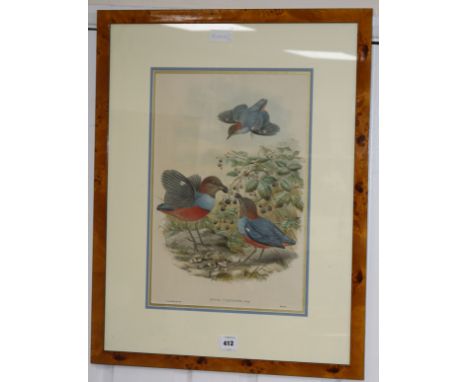 After Gould &amp; Hart colour print Pitta Cyanonota Grey 49 x 33cm.
