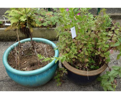 Two blue enamel planters with shrubs Condition Report Click here for further images, condition, auction times & delivery cost