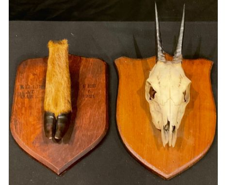 Taxidermy - an Oribi skull, mounted on shield; another, deer foot (2) 