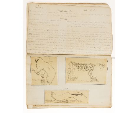 Zoology.- English School (1820s) An album of 288 drawings of primates, big cats, marsupials, whales, and others, including po