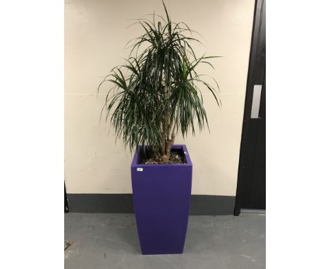 A large plant in a purple planter. 