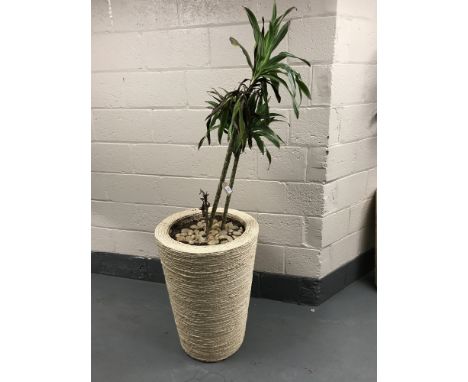 A large plant in a wicker planter. 