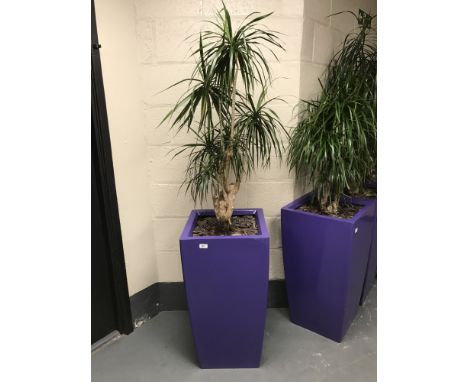 A large plant in a purple planter. 