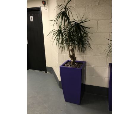 A large plant in a purple planter. 
