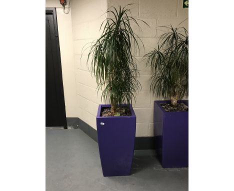 A large plant in a purple planter. 