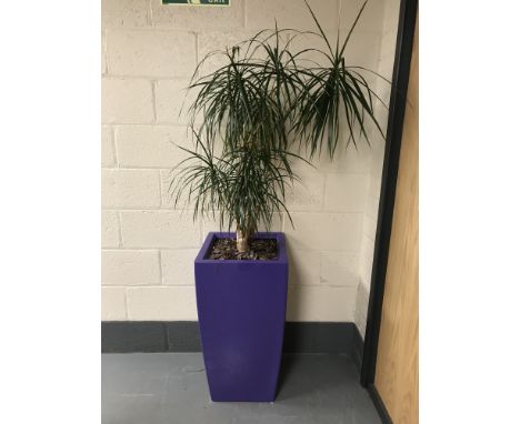 A large plant in a purple planter. 