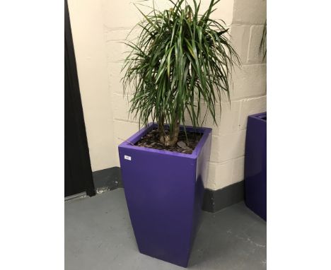 A large plant in a purple planter. 