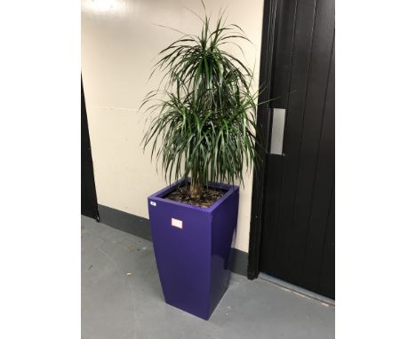 A large plant in a purple planter. 