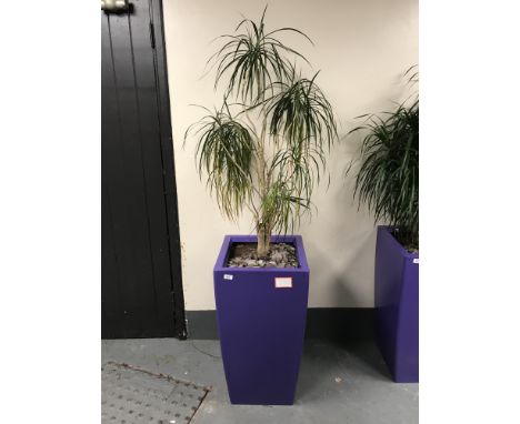 A large plant in a purple planter. 