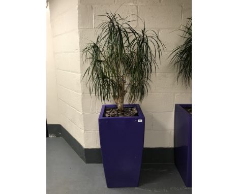 A large plant in a purple planter. 