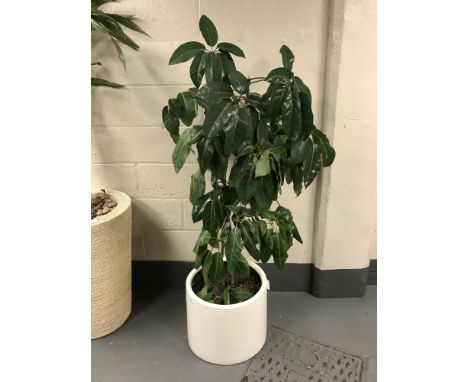 A large plant in a white planter. 