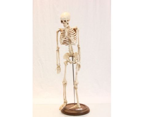 Anatomical model skeleton 32" high on wooden stand 