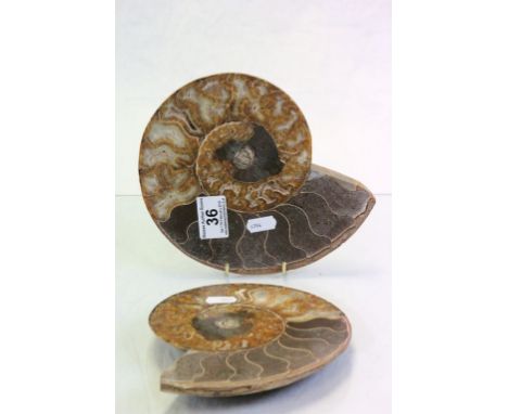 Both slices of an Ammonite Fossil with polished finish