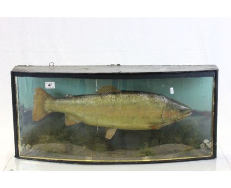 Cased Taxidermy model of a Fish
