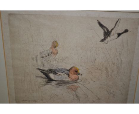 George Vernon Stokes, signed etching, study of mallard at the edge of a lake, 9.5ins x 11ins