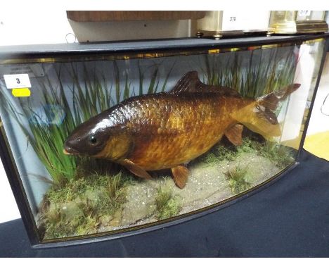 A good quality glass bow fronted display cabinet displaying a 10 lbs 9 oz common carp from the Mick Chipperfield estate, Chig