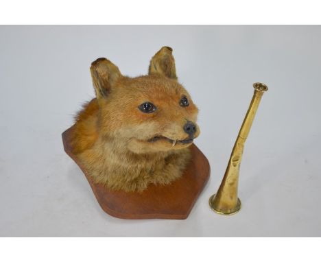 Taxidermy: a fox's head, mounted on oak shield, to/w a brass hunting horn (2)