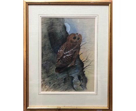 John Wallace - Two owl studies - A tawny owl resting in a tree trunk, watercolour, signed lower right, 33 x 24 cm and Barn Ow