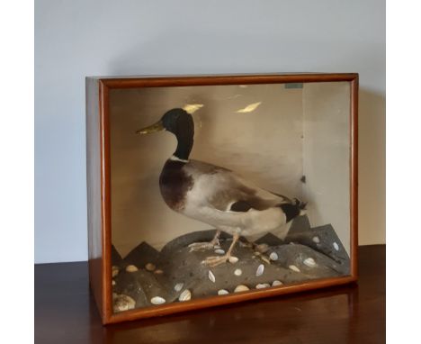 Mallard Drake, mounted in naturalistic surround and pine case by Joseph Walton of Garrigill, case 53cm wide x 23cm deep x 25c