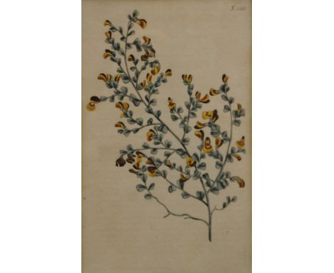 S T EDWARDS (1768-1819), Botanical Study no. 803, hand coloured etching, 1805, framed and glazed; together with JAMES SOWERBY