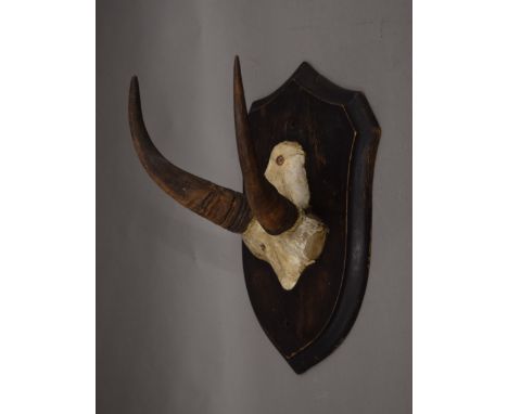 A taxidermy specimen of a preserved Rocky Mountain Goat's horns Oreamnos americanus by Rowland Ward mounted on a wooden shiel