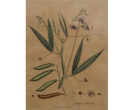 S T EDWARDS (1768-1819), Sweet Pea (Lathyrus Sylvestris), 1791, hand coloured etching, framed and glazed; together with anoth