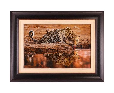 Tony Karpinski (British b. 1965), Leopard Drinking, signed 'Karpinski' (lower right), titled verso, oil on board, image 44 cm