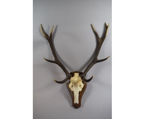 A Pair of Wall Hanging Trophy Four Point Antlers on Wooden Shield 