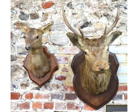 A vintage mounted taxidermy deer head with antlers, on an oak shield 83 cm h to/w a companion taxidermy mounted deer head and