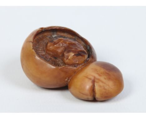 A Japanese carved and stained ivory netsuke formed as two mushrooms, 5.25cm. Condition Report. To be used as a guide only. Sl