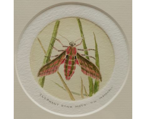 Mary Farnell (British 1926-2014): 'Elephant Hawk Moth', engraving with watercolour signed titled and numbered 7/30 in pencil;