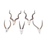 A COLLECTION OF FIVE PAIRS OF ANTELOPE HORNS