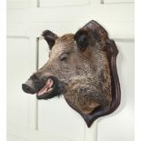 Y A PRESERVED MODEL OF A BOAR'S HEAD, 20TH CENTURY