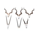 A COLLECTION OF SIX PAIRS OF ANTELOPE HORNS