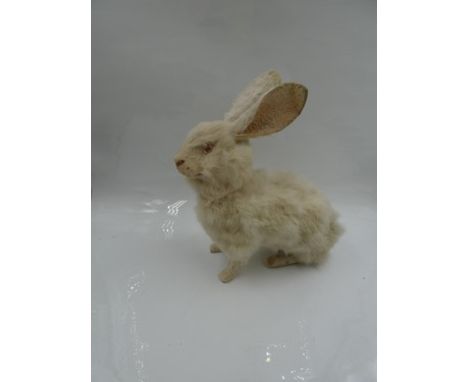 An antique Papier Mache white fur rabbit with painted nose and mouth and plastic eyes, head is detachable, 10£ (25.5cm) high