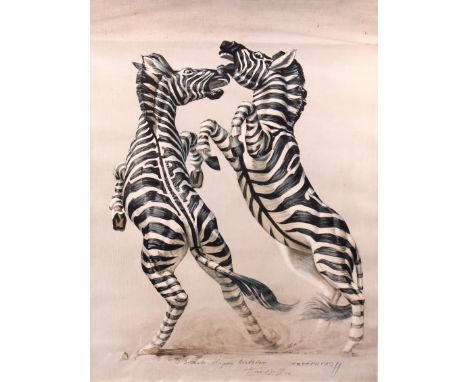 Vladimir Tretchikoff (Russian 1913-2006)/Fighting Zebras/Lithograph/inscribed, signed and dated 73' and signed within plate/p