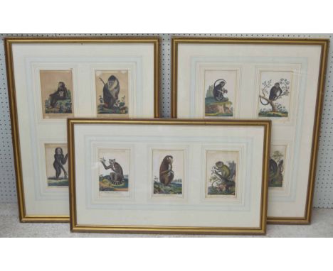 Francis Barlow (19th century) - various monkey species including a mandrill, the ring-tailed Maucauca, the Marikina or silky 