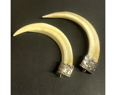 Two Tibetan white metal mounted wild boar tusk protective pendants, longest. 13cm.
