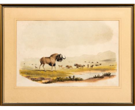 Captain William Cornwallis HarrisI. CATOBLEPAS GNOO - THE GNOOLondon: W Pickering, [1840]Hand coloured lithograph, framed Fro