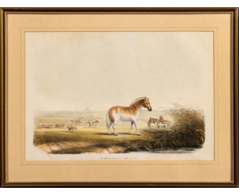 Captain William Cornwallis HarrisII EQUUS QUAGGA.- THE QUAGGALondon: W Pickering, [1840]Hand coloured lithograph, foxing, fra