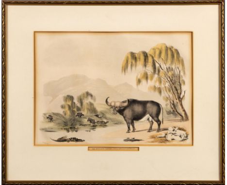 Captain William Cornwallis HarrisXIII: THE AFRICAN BUFFALOLondon: W Pickering, [1840]Hand coloured lithograph, toning, window