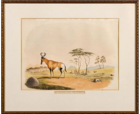 Captain William Cornwallis HarrisVII. ACRONOTUS CAAMA:- THE HARTEBEESTLondon: W Pickering, [1840]Hand coloured lithograph, to