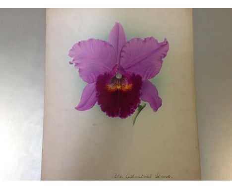 Frederick William Bolas (British, 1871-1951), Study of an Orchid, the Admiral Sims, gouache on card, signed verso and dated 1
