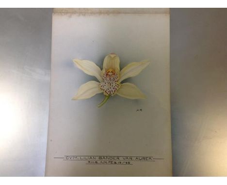 Nellie Roberts (British 1872-1959), Study of an Orchid, Cymbidium Sander (var. Aurea), monogrammed  and titled, dated R.H.S. 