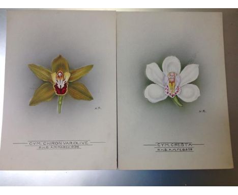 Nellie Roberts (British 1872-1959), Studies of Orchids, a Pair, Cymbidium Cresta and Cymbidium Chiron (var. Olive), the first