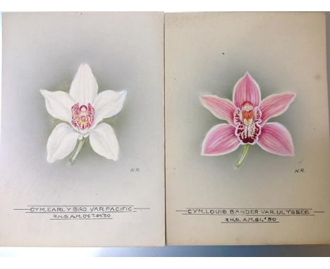 Nellie Roberts (British 1872-1959), Studies of Orchids, a Pair, Cymbidium Louis Sander Ulysses and Cymbidium Early Bird Pacif