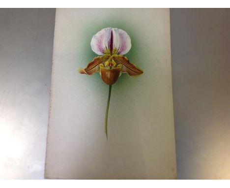 Frederick William Bolas (British, 1871-1951), Study of an Orchid, the Lucifer, gouache on card, unsigned, inscribed in pencil